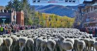 Idaho sheep festival recognized as one of the best by USA Today