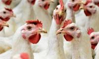 Searing Heat Blamed for Poultry Shotage in Trinidad