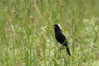 Brooks Library hosts in-person Audubon Society programs