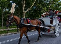 Looking for New York: Is it finally time to ban Central Park’s iconic carriage horses?