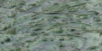 North Dakota adds two water bodies to harmful algal bloom list; 10 now under advisory or warning