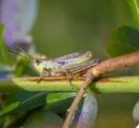 Grasshoppers In The Garden