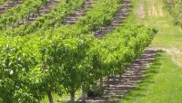Okanagan farmers, wineries face mounting losses as wildfire hits harvest season