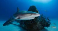 Two oceans, one country, 20 times the number of sharks
