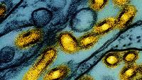 ‘It scares me more than anything else’: Inside the next global health crisis