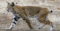 Despite concerns, regulation allowing expanded bobcat hunting in Kentucky clears committee