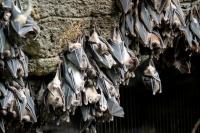 Bats In Western New York, What's Normal And What's Not