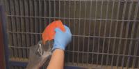 Don’t let it go to waste: Alaska Zoo will take your leftover fish, meat