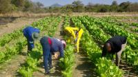 South Africa school uses cattle dung to generate biogas for cooking meals