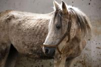 Florida Has Now Confirmed Five Horse Cases of Eastern Equine Encephalitis, the Signal That Usually Comes Before Human Cases