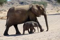 More people, farms, and drought could mean more elephant conflict in Southern Africa