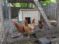 Backyard Chickens: Montclair Hatching New Hen Raising Law