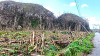 ISU Seed Science Center testing supports hurricane recovery