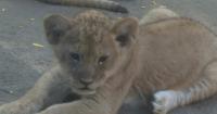The Denver Zoo's African lion cubs celebrate their first birthday