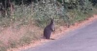 Escaped Romsey wallaby found dead by main road after days on the loose
