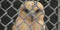 Honolulu Zoo prepares nearly 1,000 animals for Tropical Storm Lala