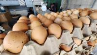 Poultry farmers warn of continued risks without local hatchery