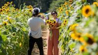 Southern Maryland gears up for annual sunflower festival next month The Southern Maryland Sunflower Festival is back for its eighth year, once again held at Serenity Farm in Benedict, Md on Saturday, Sept. 5, and Sunday, Sept. 6