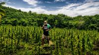 Can Jamaica’s New Cannabis Permits Deliver for Legacy Growers?