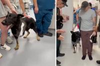 Florida police dog shot protecting deputies gets hero's welcome as he returns to sheriff's office