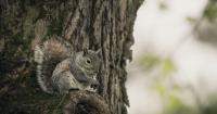 The secret world thriving in Ohio’s treetops