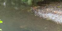 Environment America report shows unsafe bacteria levels at many Ozarks swimming sites
