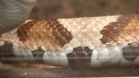 North Carolina nears 600 snakebites for 2026 and counting. Why medical bills come close to $100,000