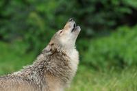 Heartbreaking Moment: Lonely Yellowstone Wolf Howls as Tourists Drive By