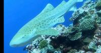 Leopard Sharks recorded to inhabit Samoan waters.