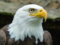 Indiana Wildlife Rescue Treating More Than 40 Animals Injured in Severe Storms