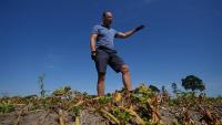European drought shrivels crops despite farmers’ best effort...