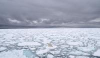Norwegians fine boat rider for waking polar bear with horn