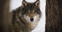 Large carnivores confirmed across Czech-Slovak borderlands