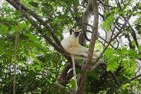 100 species on the brink get a $200m conservation lifeline