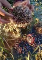 Ngaraard Begins Experimental Sea Urchin Cage Culture Trial