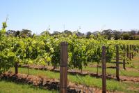SA govt moves to strengthen state’s wine industry amid global challenges