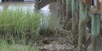 Folly Beach letting nature build next line of defense through a living shoreline