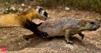 In 2016, Montana researchers used drones to drop peanut butter vaccine pellets for prairie dogs, hoping to protect the endangered ferrets that depend on them