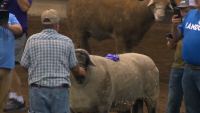 Iowa State Fair: Big Ram winner sets new record, Super Bull winner