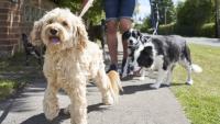 These are the 6 most popular dog names in Ireland