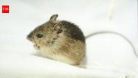 In 2024, Colorado stepped up restoration for the Preble’s meadow jumping mouse; two years later, a new project is expanding habitat protection