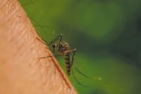 First West Nile virus case reported in North Dakota