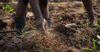 From Research to the Field: Transforming Africa’s Seed Systems