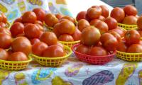 A Beginner’s Guide to Freezing Your Georgia Garden Harvest