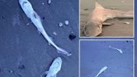 Nearly 30 sharks suddenly wash up along popular beach as expert warns there may be ‘something in the water’