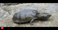 Iowa man faces 124 charges after over 100 turtles of protected species were captured - Here’s what Alabama law says