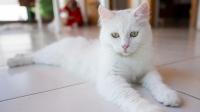 Türkiye’s Ankara cats go live 24/7 to protect rare breed