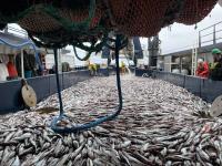 Beyond bycatch: The bigger story of Alaska pollock