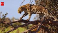 Where leopards lounge on trees and the jungle meets the sea: Why Sri Lanka's Yala National Park is more than a wildlife safari experience