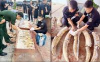 Vietnam Customs seizes nearly 1.2 tons of elephant ivory at Quy Nhon Port